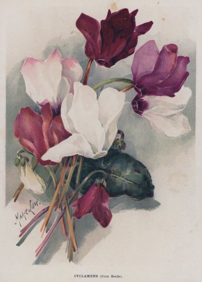 Cyclamens, from Seeds by Marie Low
